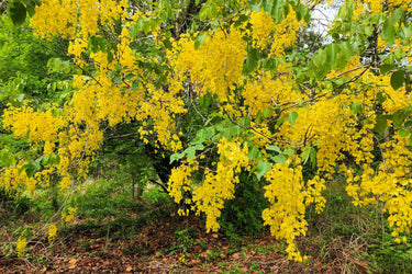 15 GOLDEN SHOWER TREE Gold Rush Yellow Cassia Fistula Flower Seeds
